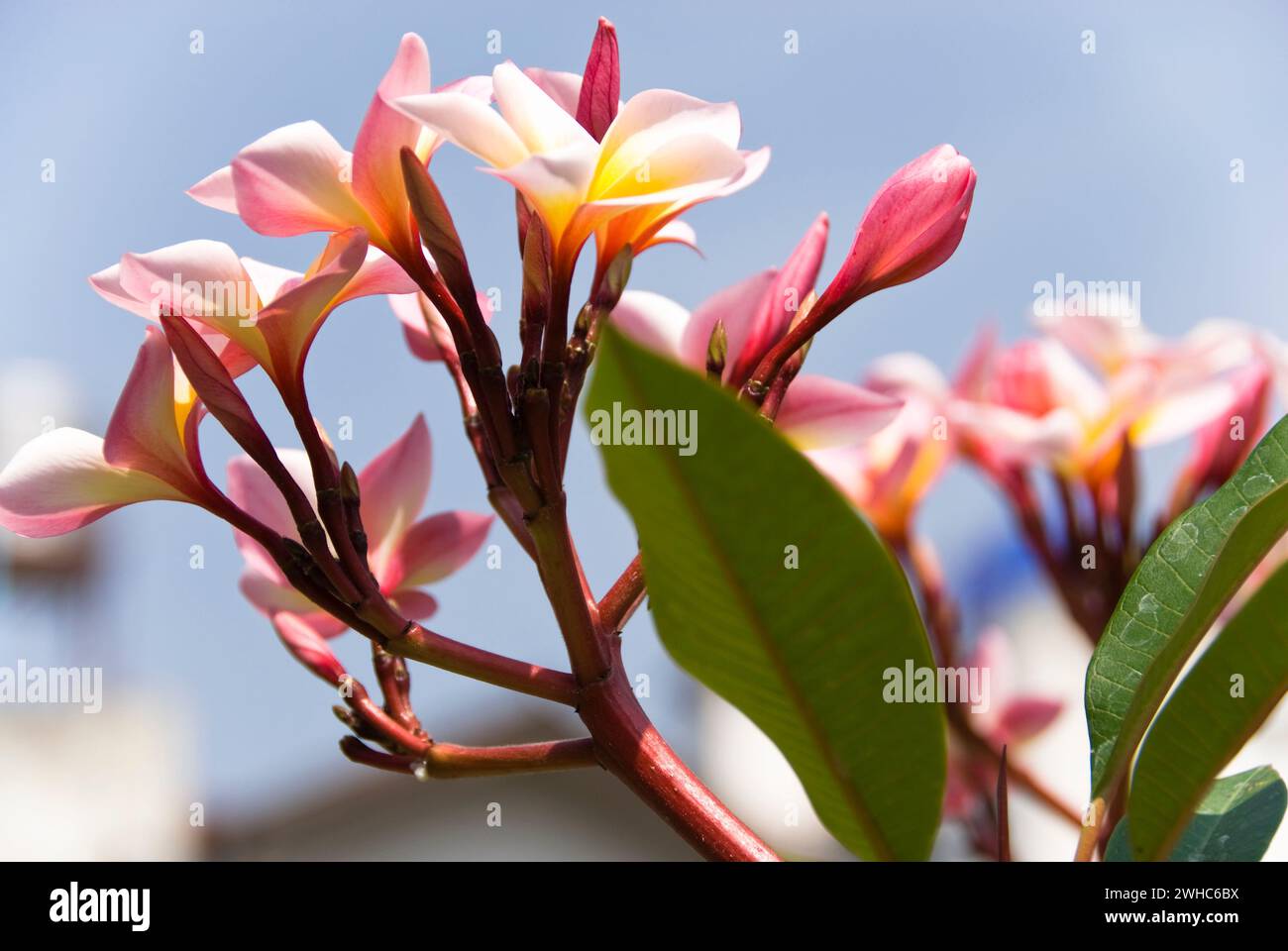 Frangipani Blume in thailand Stockfoto