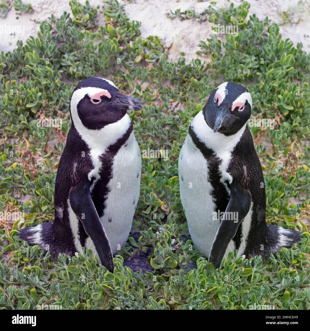Afrikanischer Pinguin Spheniscus demersus, auch bekannt als Kappinguin oder Südafrikanischer Pinguin Stockfoto