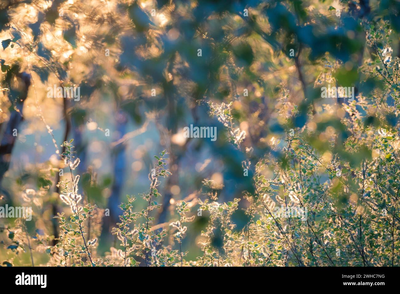 Das Sonnenlicht am späten Abend eines Sommertages reflektiert auf grünen Blättern und beleuchtet deren Kanten und die Samenköpfe (Katzenköpfe, Weidenkatzinen) von Stockfoto