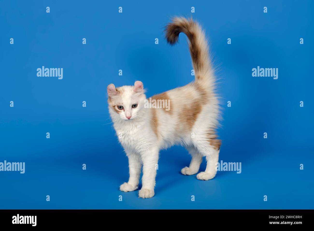 American-Curl Kätzchen, 17 Wochen alt, Farbsiegel Torbie Point mit weißem, Studiobild Stockfoto