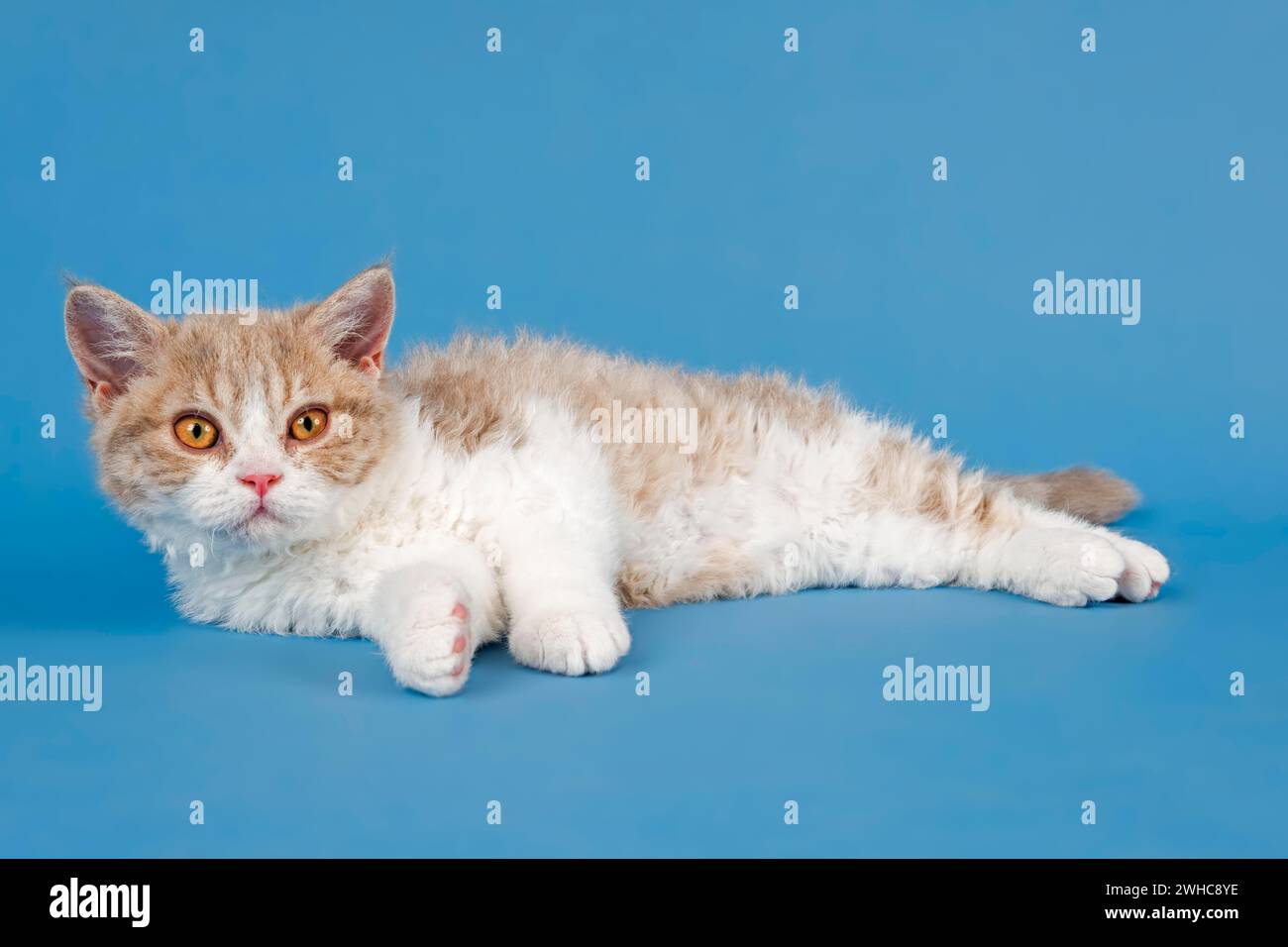 Pedigree Katze Selkirk Rex, Kätzchen, Alter 10 Wochen, Farbe Kitz tortie weiß, liegend, Studio Foto Stockfoto