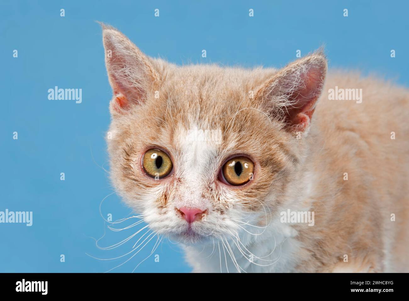 Stammkatze Selkirk Rex, Kätzchen, Alter 10 Wochen, Farbe Kitz tortie weiß, Tierporträt, Studio-Bild Stockfoto