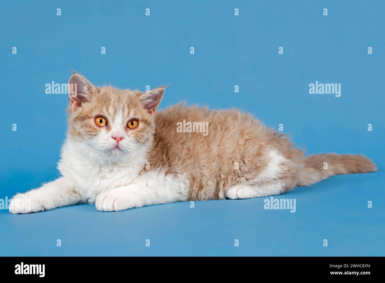 Pedigree Katze Selkirk Rex, Kätzchen, Alter 10 Wochen, Farbe Kitz tortie weiß, liegend, Studio Foto Stockfoto