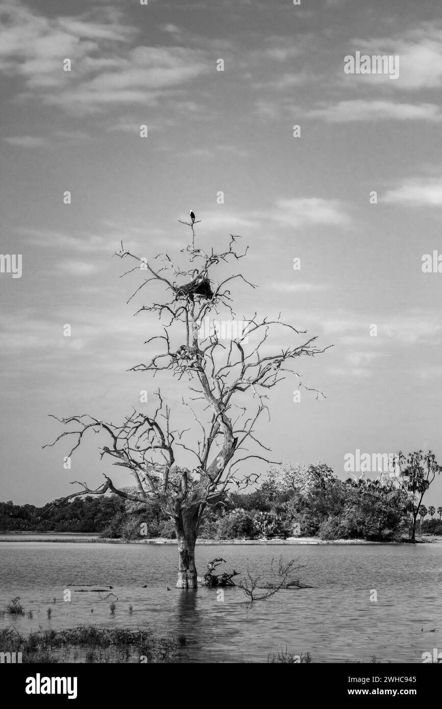 Ein Nest in einem kargen Baum innerhalb eines Nationalparks Stockfoto