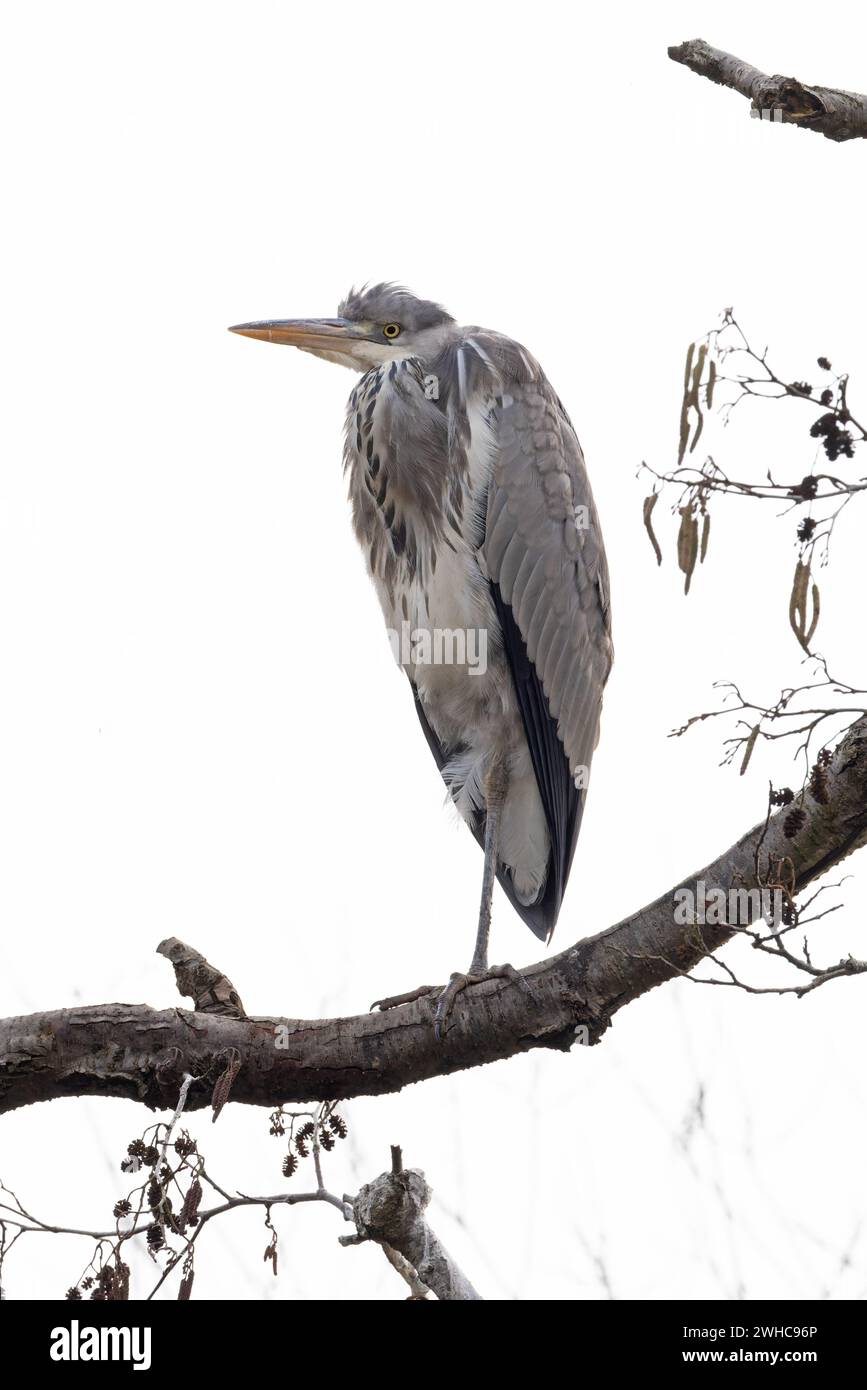 Graureiher (Ardea cinerea) unreife Unterbringung im Baum Norfolk Januar 2024 Stockfoto