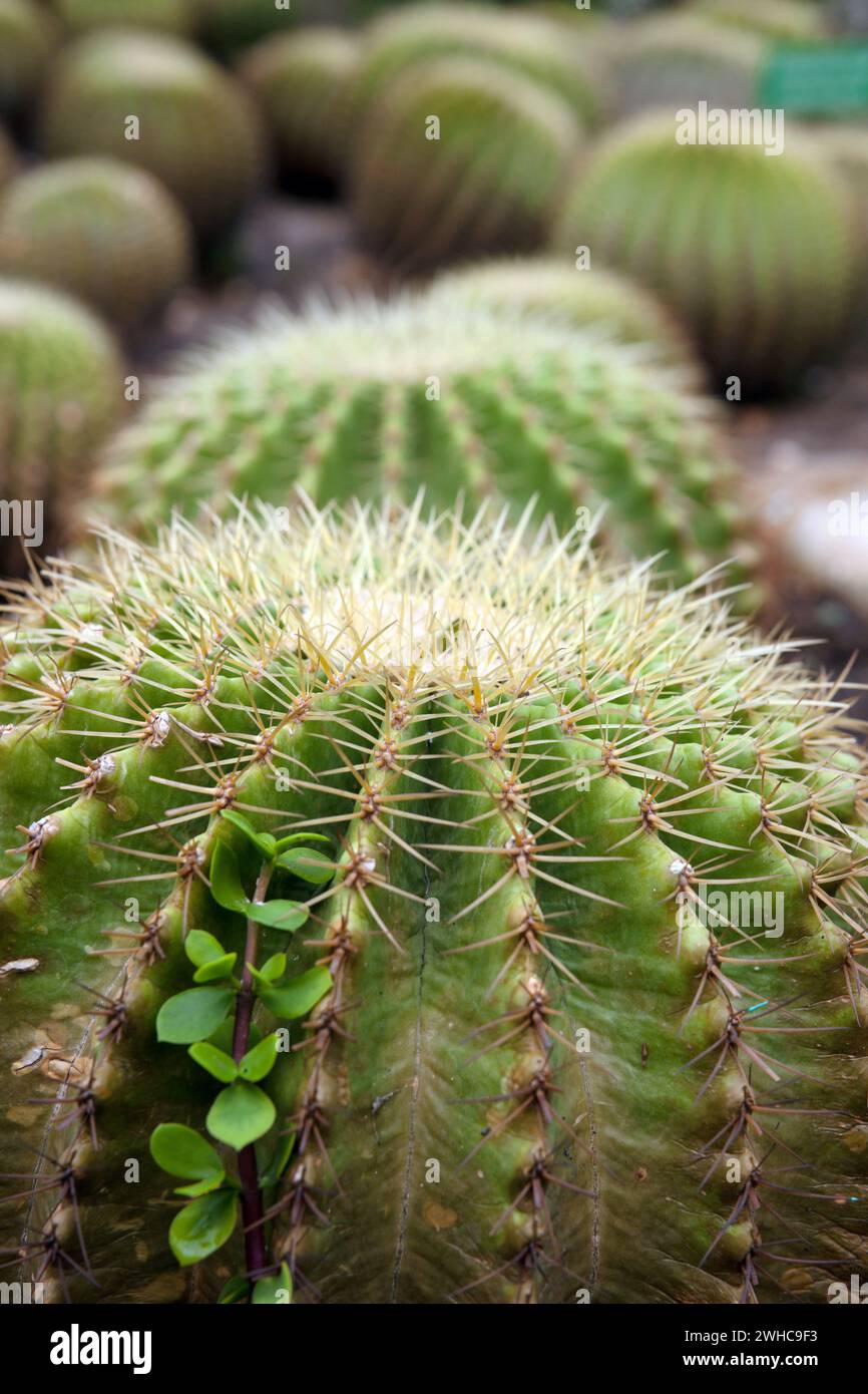 Kakteen Pflanzen Stockfoto