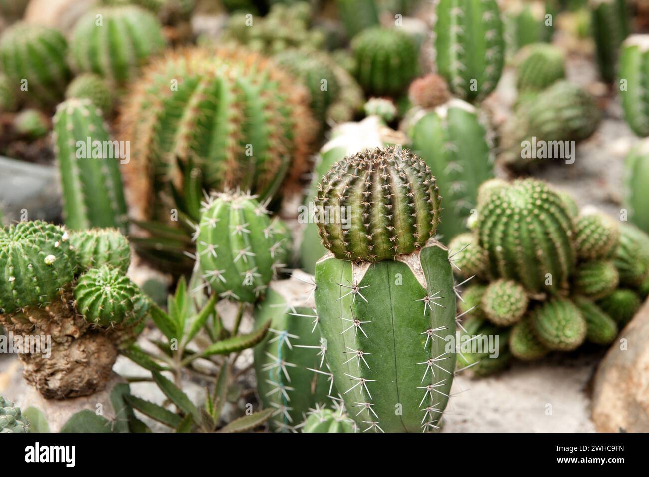 Kakteen Pflanzen Stockfoto