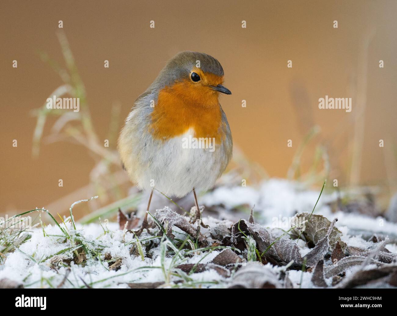 Europäische Robin (Erithacus rubecula), die im Dezember 2022 im Dinton Pastures Country Park, Berkshire, Vereinigtes Königreich, frostige Blätter füttern Stockfoto