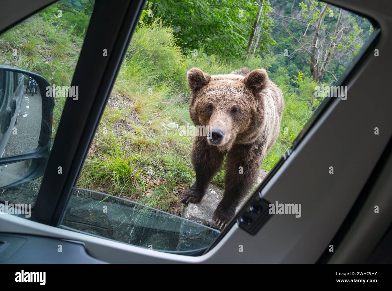 Ein Braunbär schaut neugierig durch das offene Fenster eines geparkten Autos, Europäischer Braunbär (Ursus arctos arctos), Siebenbürgen, Karpaten, Rumänien Stockfoto