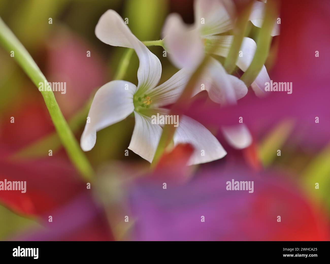 Weiße Blume von violettem Sauerampfer (Rhizome Oxalis) zwischen violetten Blättern und grünen Blattstielen, Nahaufnahme Stockfoto