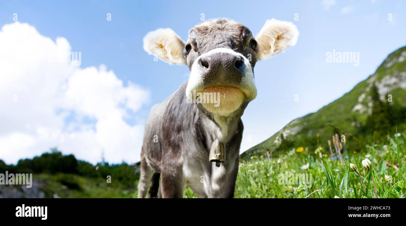 Junge Kuh auf einer Almweide Stockfoto