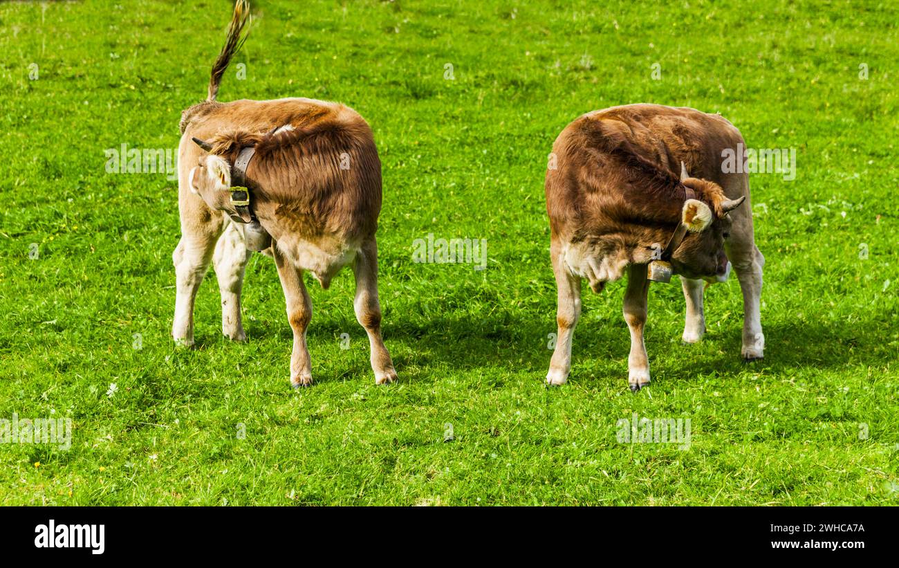 Zwei junge Kühe auf der Weide Stockfoto