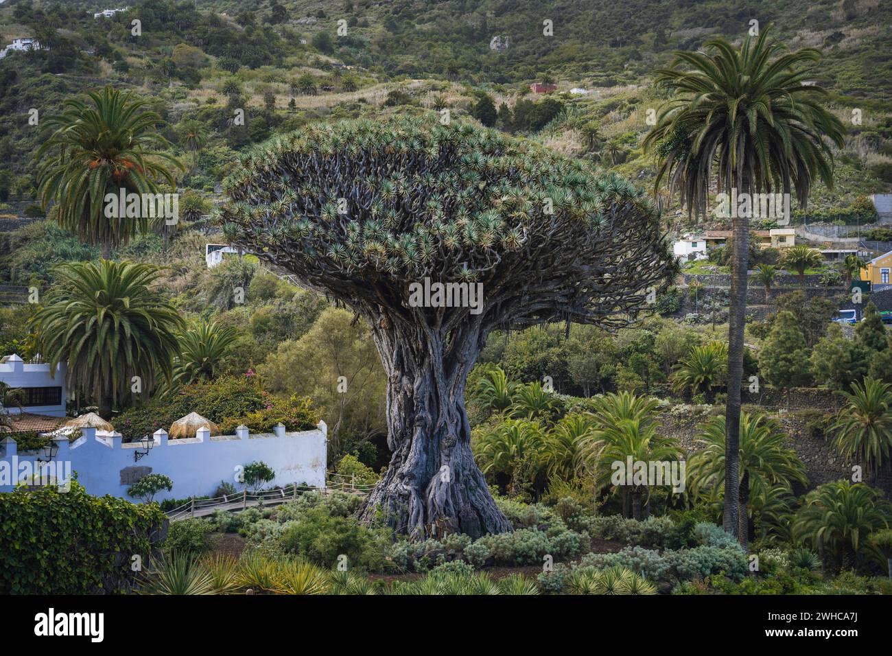 Uralter Drachenbaum in Icod de los Vinos Stadt auf Teneriffa, Kanarischen Inseln, Spanien. Berühmte Drago im Parque del Drago. Symbol von Teneriffa, der größten und ältesten lebenden Dracaena Draco der Welt. Stockfoto