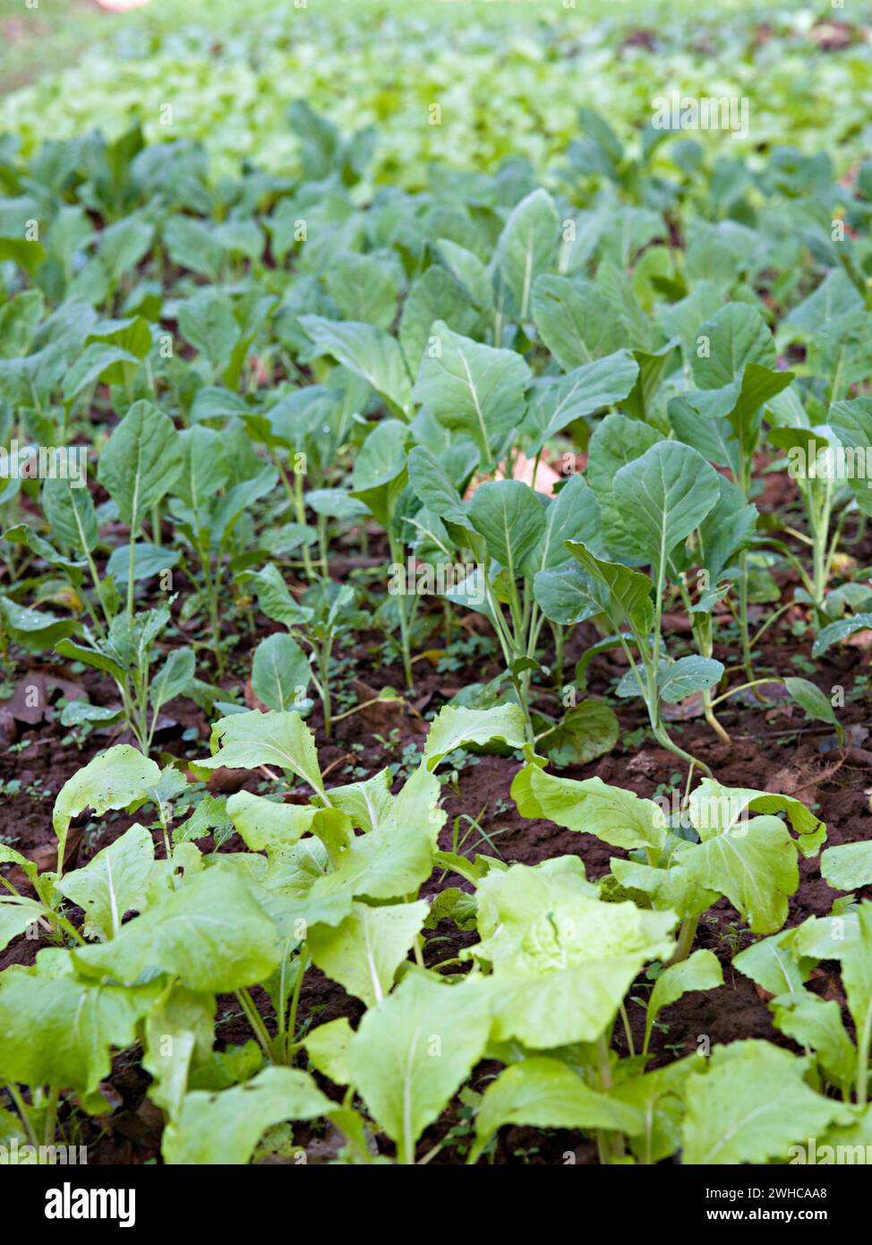 Ökologischer Gemüseanbau Stockfoto