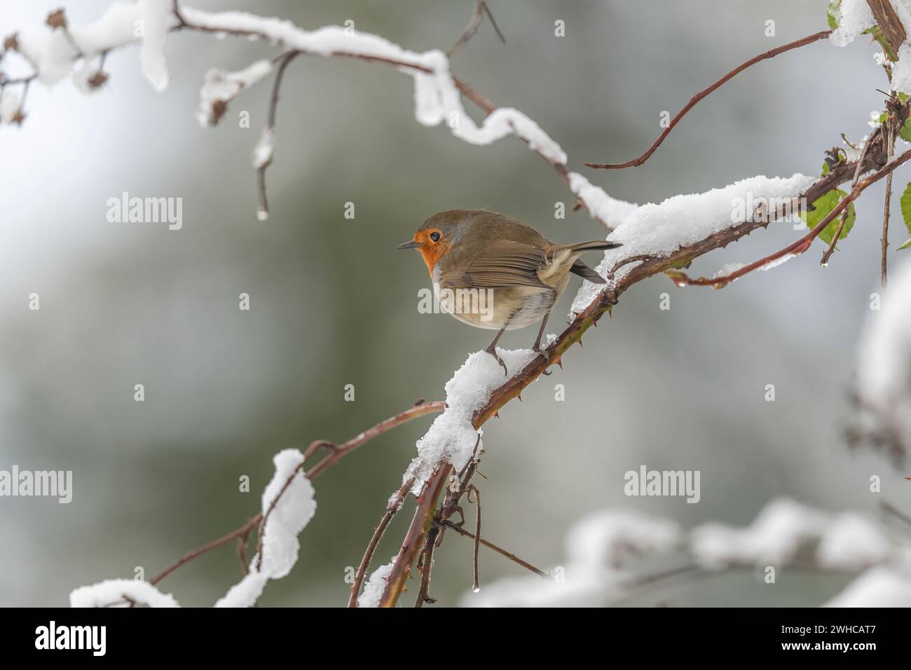 Robin thronte im Winter in Schottland auf einem verschneiten Ast Stockfoto
