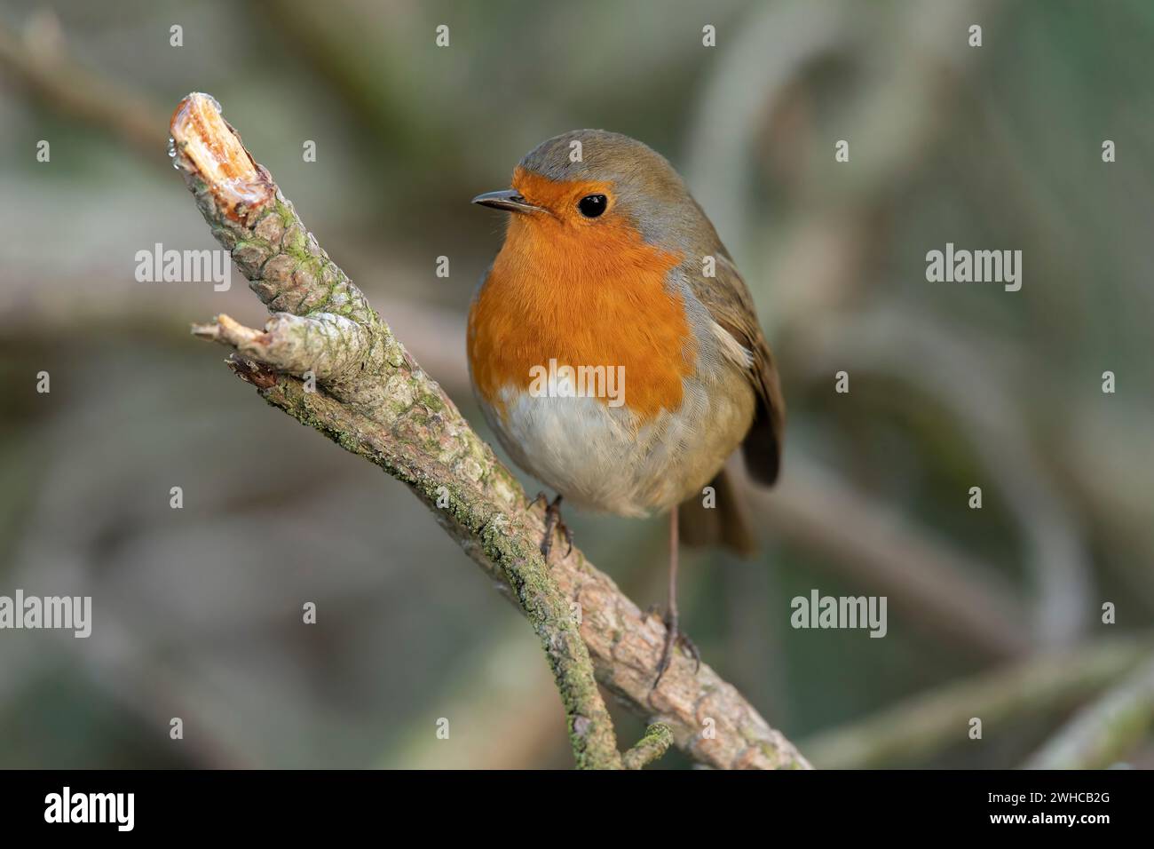 Robin, aus nächster Nähe, an einem Ast in einem Wald, in Schottland Stockfoto