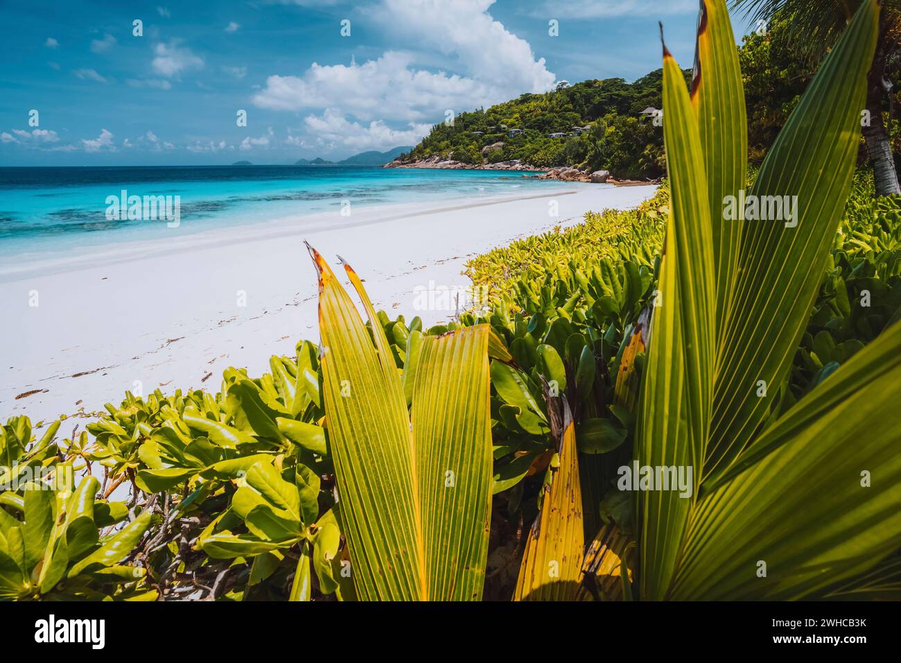 Grüne tropische Palmen Blätter Laub vor einem wunderschönen exotischen Strand mit Ozean türkisfarbene Lagune an sonnigen Urlaubstag. Weiße Wolken am blauen Himmel. Stockfoto