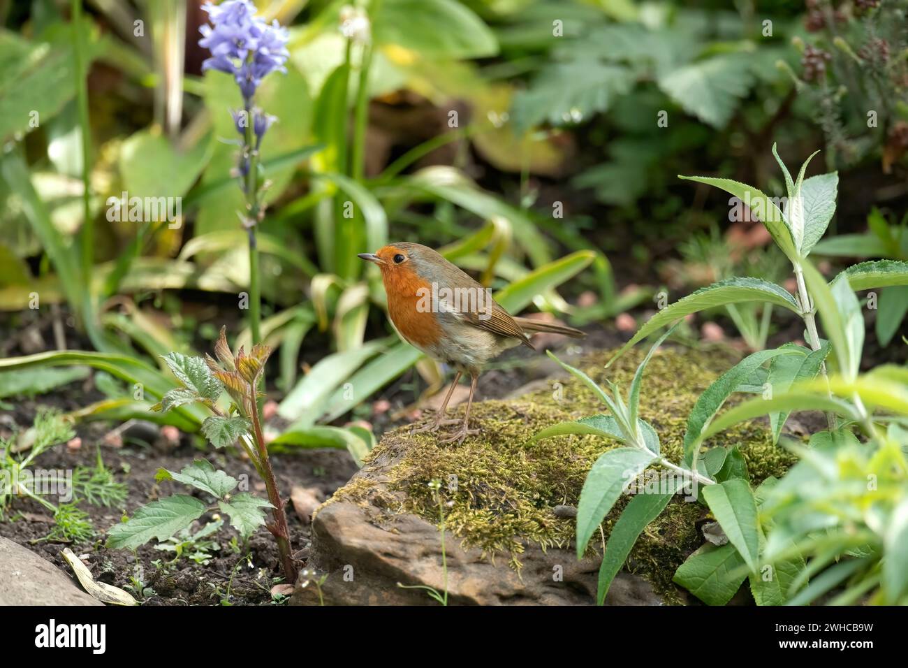 Robin auf einem moosbedeckten Felsen, in Schottland Stockfoto