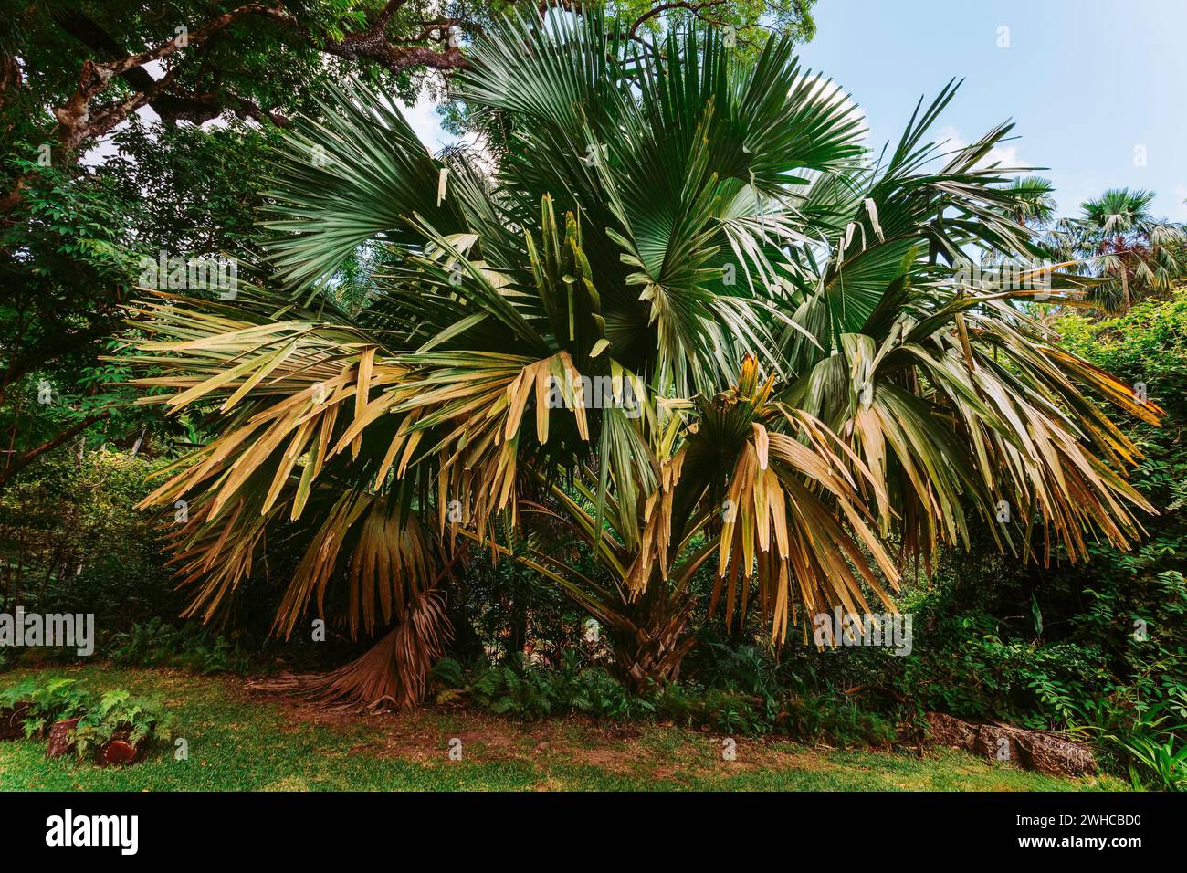 Mahe Nationalpark. Lodoicea, auch bekannt als Coco de Mer oder Doppelcoconut. Sie ist endemisch auf den Seychellen. Stockfoto