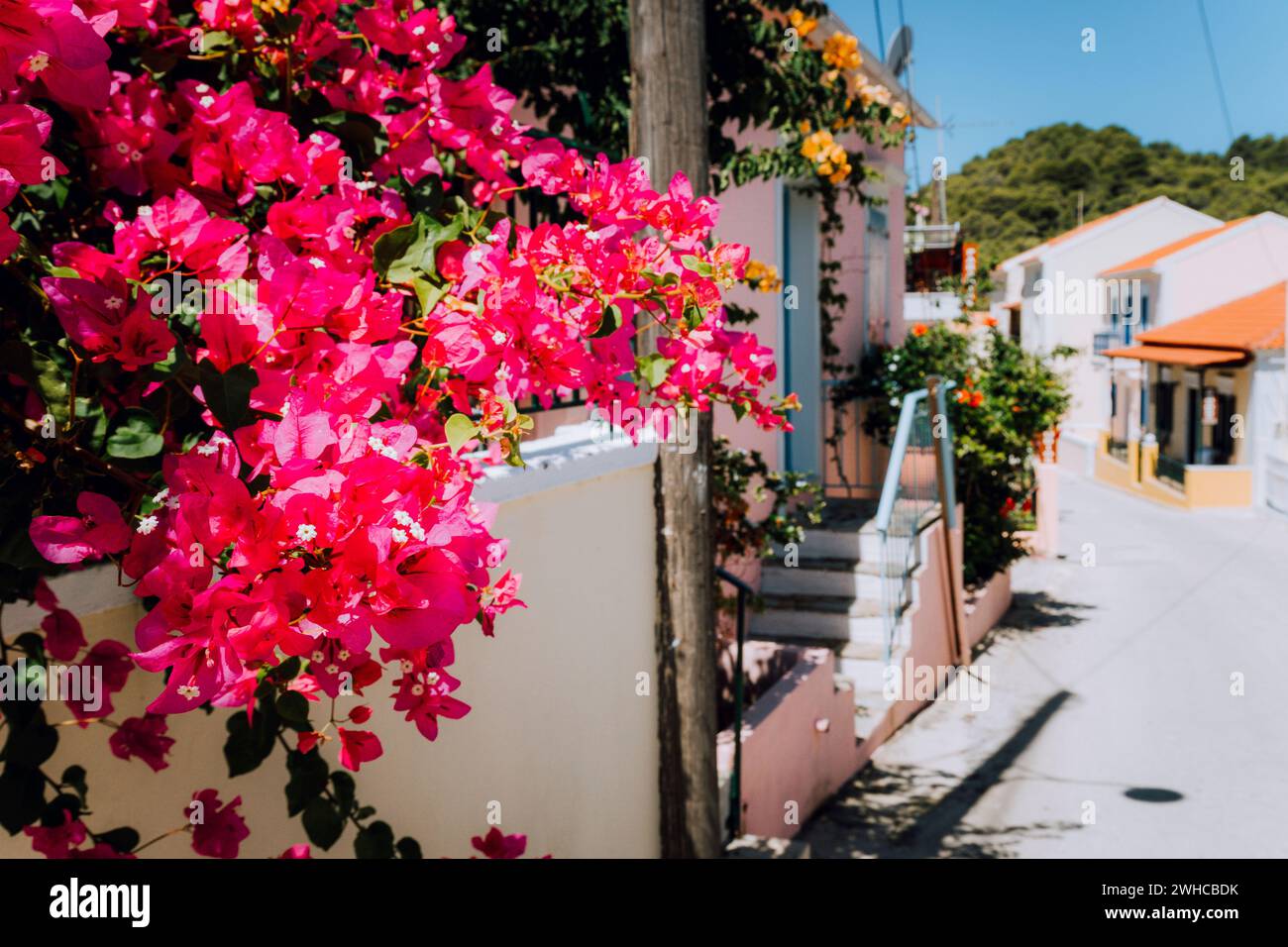 Magenta Blumen auf dem Gehweg in einem kleinen mediterranen Dorf. Traditionelles griechisches Haus auf der Straße mit großen Bougainvillea-Blumen. Stockfoto