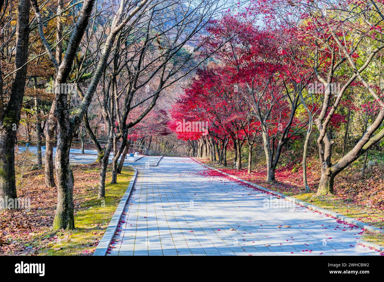 Wanderweg im Wildnis-Bergpark, gesäumt von Bäumen in Herbstfarben in Südkorea Stockfoto