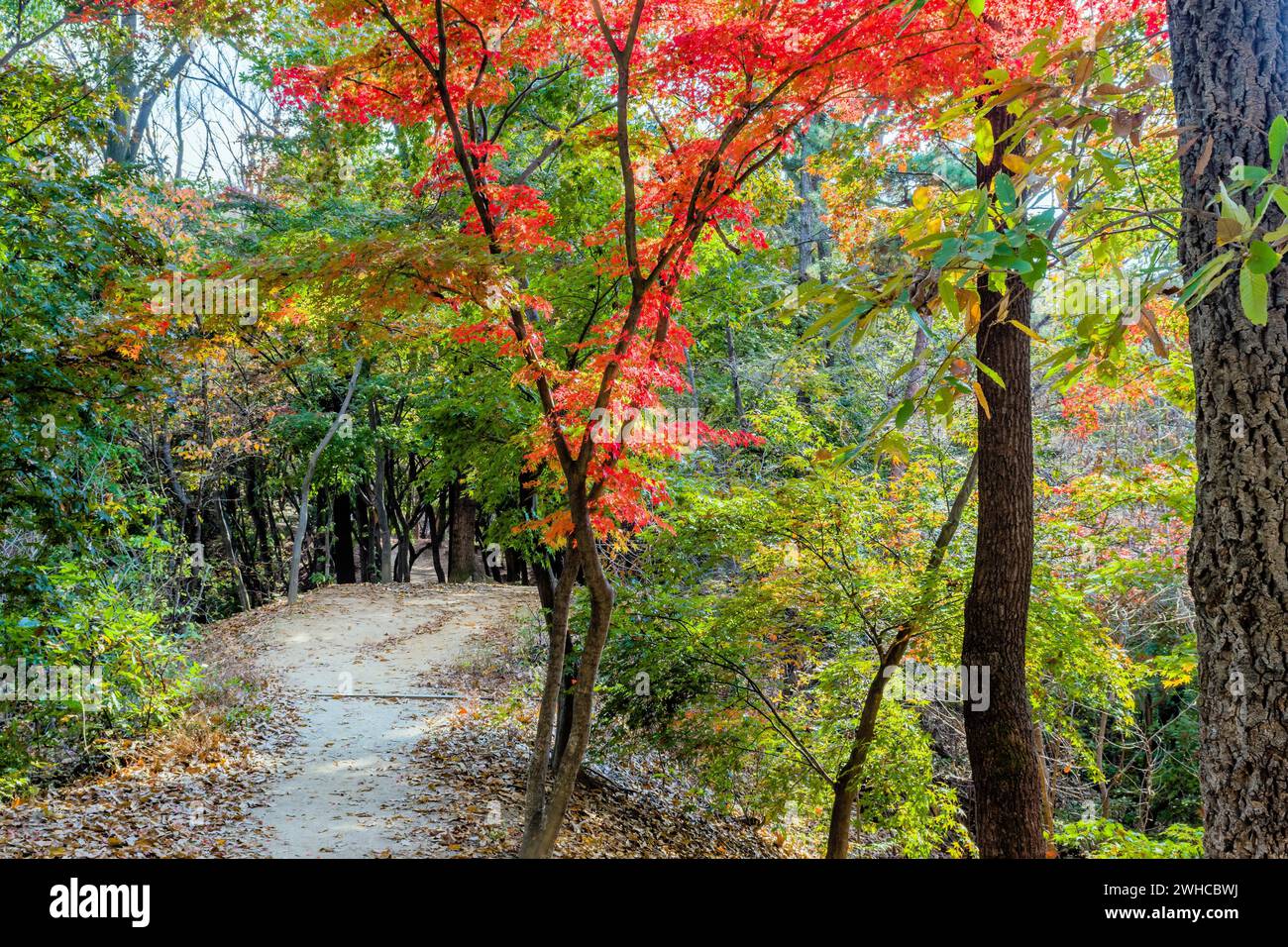 Schotterweg im Bergpark mit Bäumen in Herbstfarben in Südkorea Stockfoto