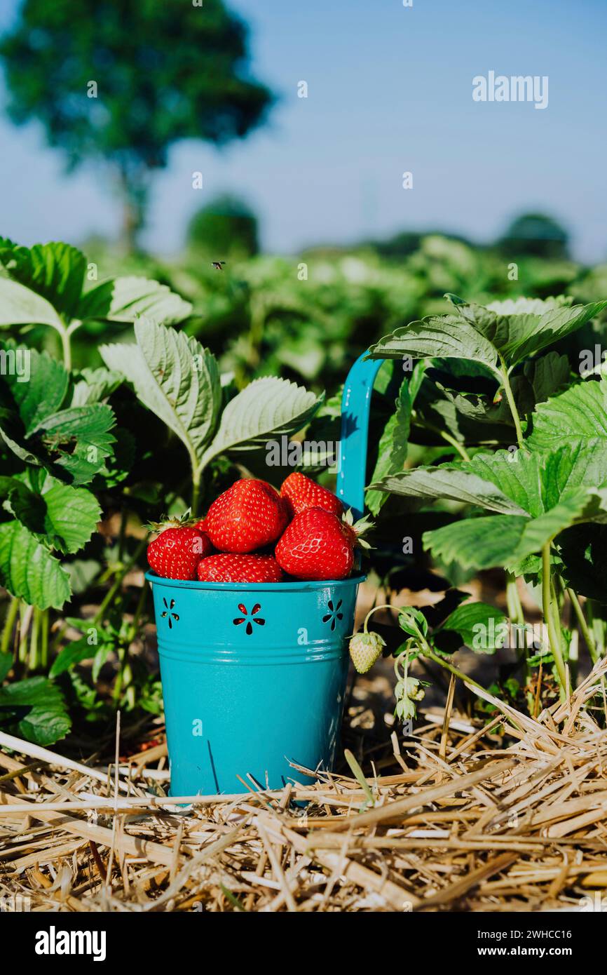 Blauer Eimer voller frischer, saftiger Erdbeeren auf einem Feld an sonnigem Tag. Grüne Laubblätter im Hintergrund. Vertikale Ausrichtung Stockfoto