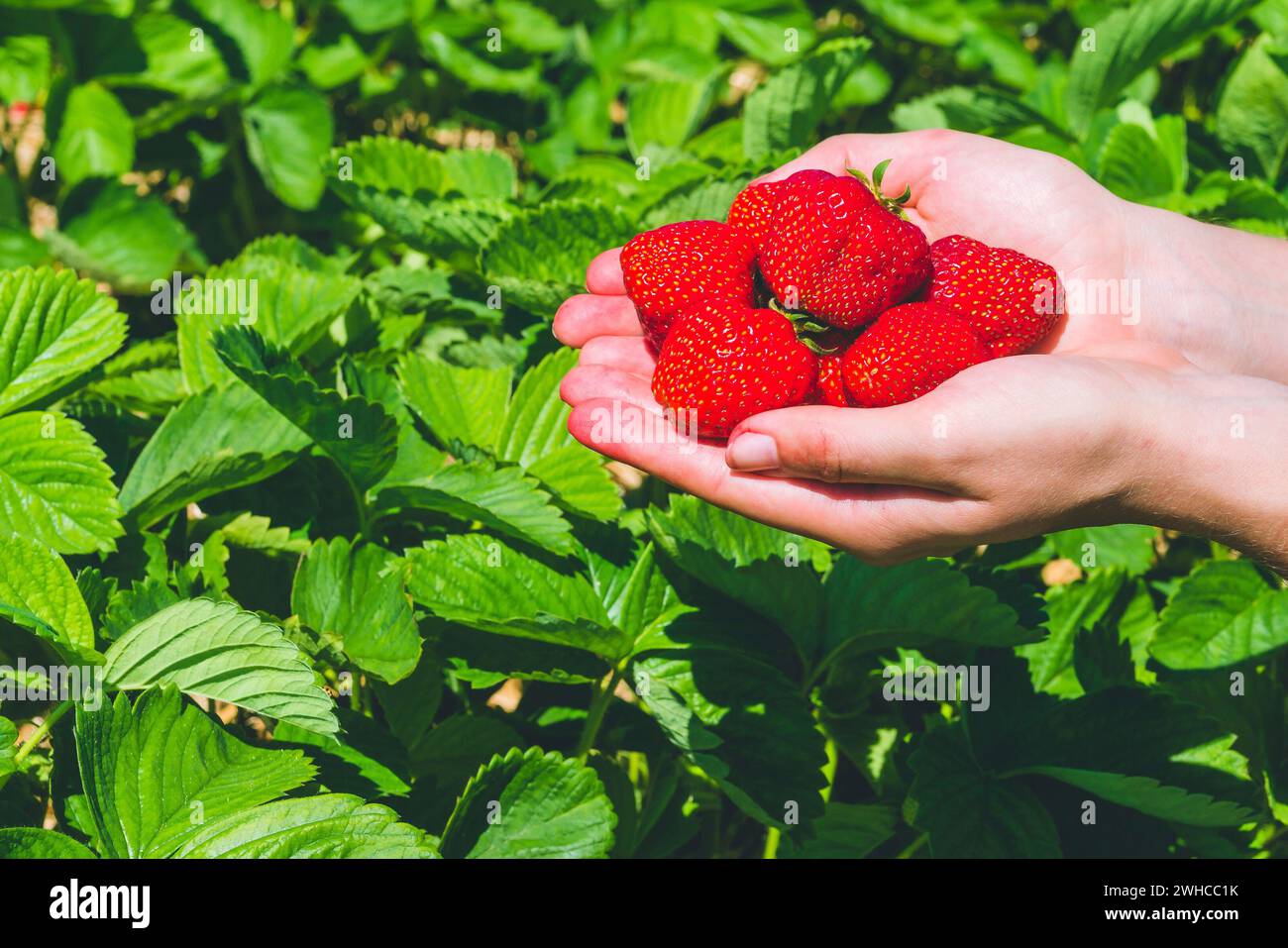 Frisch geerntete köstliche Erdbeeren in Händen über Erdbeerpflanzen gehalten. Stockfoto