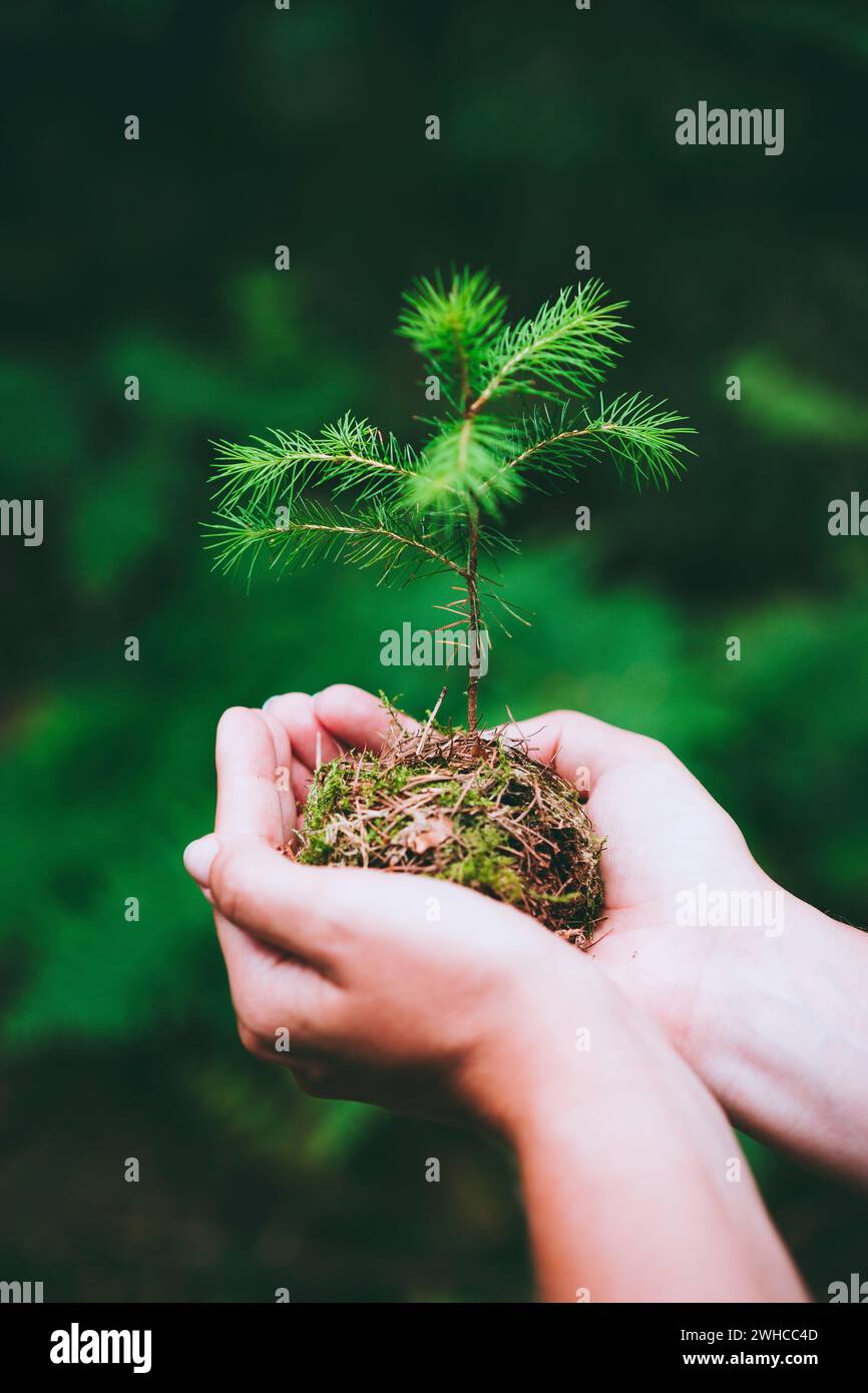 Weibliche Hand hält Spross wilde-kiefer im naturgrünen Wald. Umweltkonzept "Earth Day Save". Wachsende Sämling Försterbepflanzung. Stockfoto