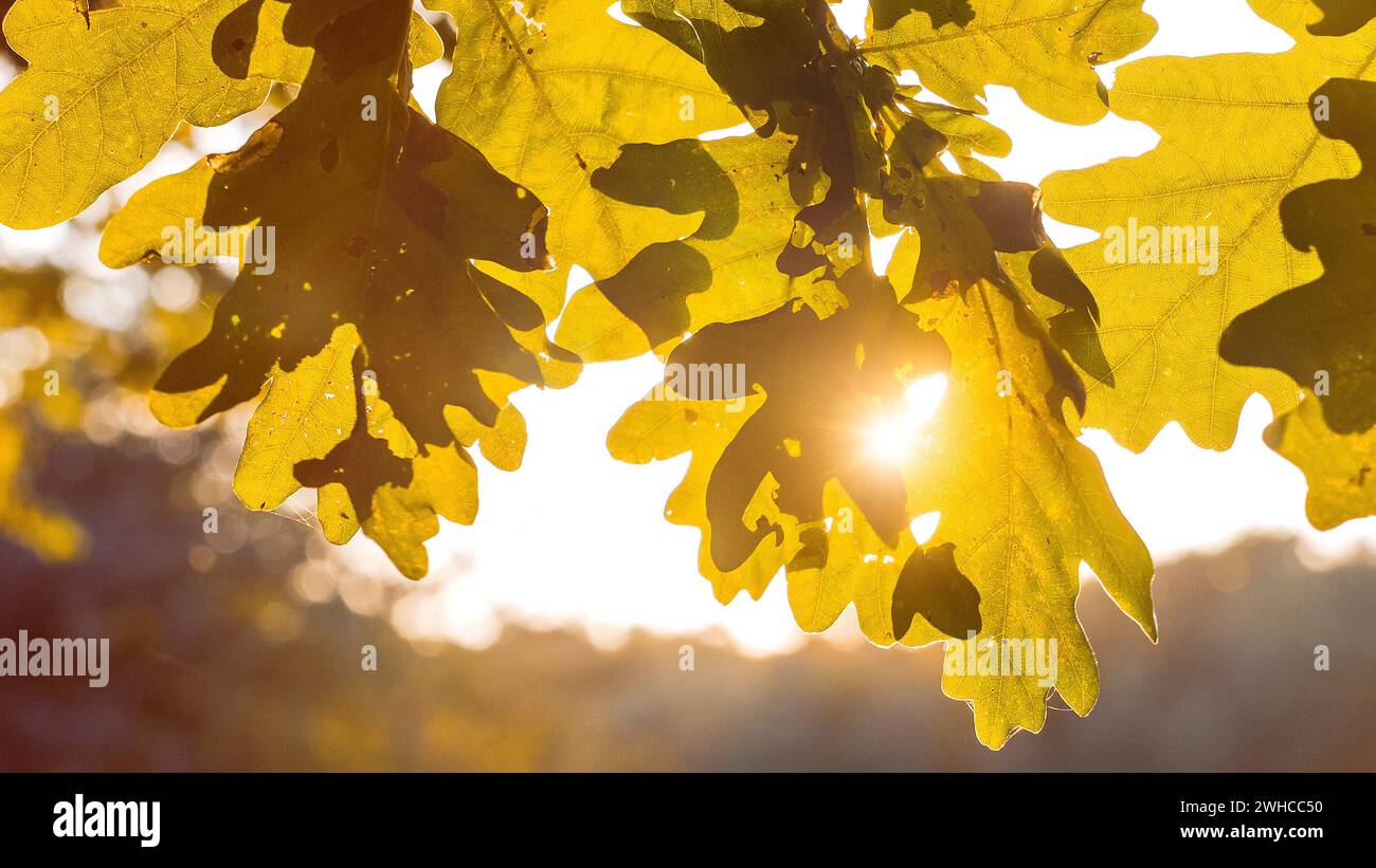 Form von gelben Eichenblättern im warmen Sonnenlicht. Hinterleuchtete Lichter leuchten durch das Laub. Stockfoto