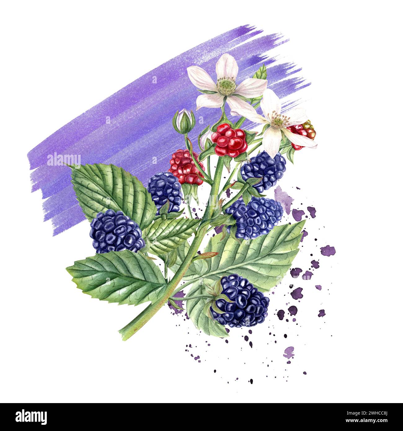 Blumenstrauß von frischem brombeere auf Aquarellflecken. Rote Beeren, reife Beeren, Blüten, Knospen auf Zweigen mit Blättern. Dewberry, Brombeere. Stockfoto