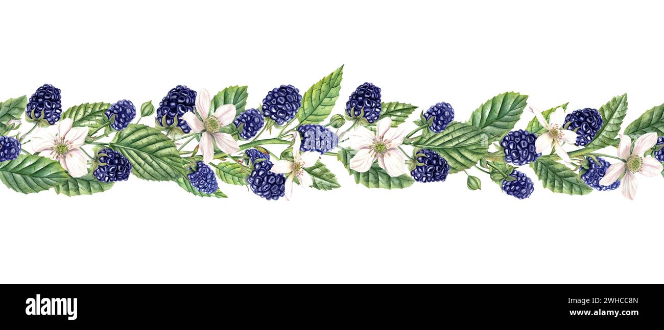 Nahtloser Sommerrand mit aromatischen Brombeeren. Brombeerbündel. Weiße Blumen, reife Beeren, Blätter. Wald- und Gartenbeeren. Dewberry Stockfoto