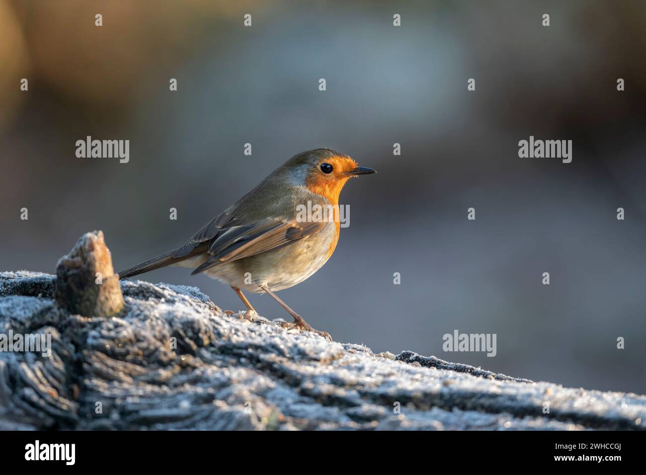 Robin auf einem frostbedeckten Baumstamm Stockfoto