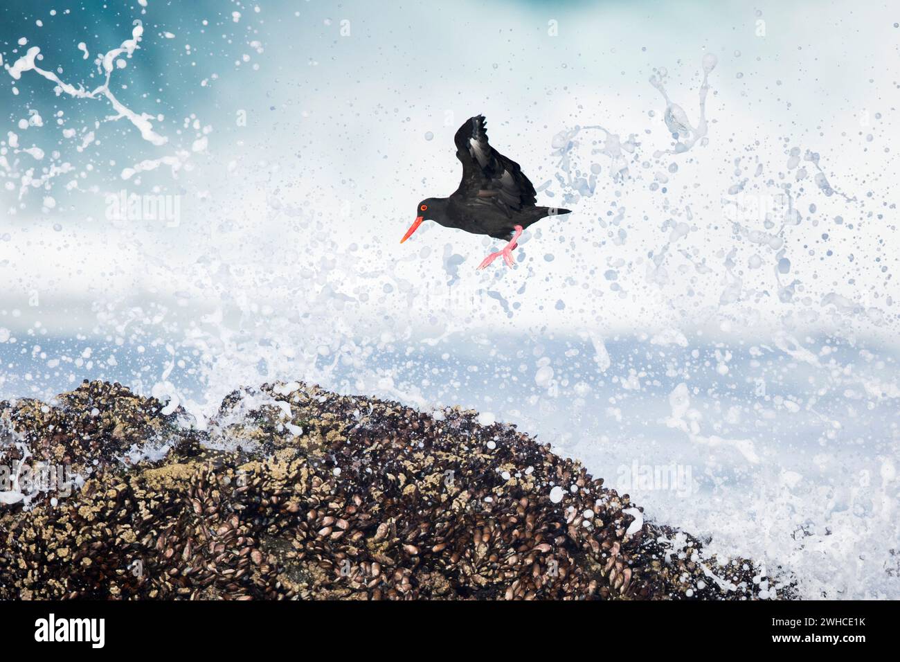 Afrika, Schwarzer Austernfänger, Haematopus moquini, Garden Route, Indischer Ozean, Südafrika, Provinz Westkap, Natur, weißer Hintergrund, Aktion, Planschen, Strand, Küste, Wasser, Fliegen, Springen Stockfoto