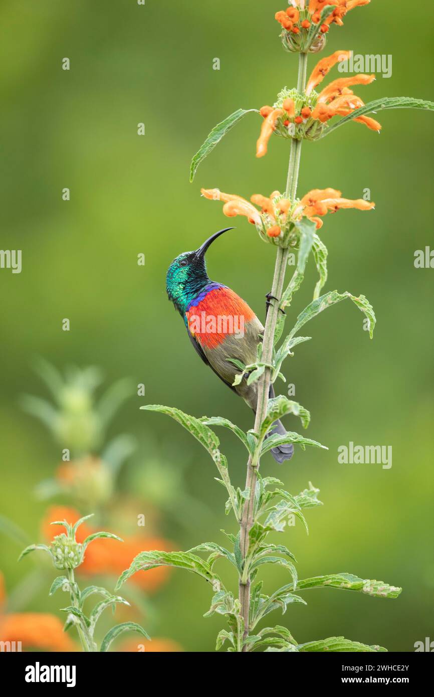 Afrika, Südafrika, Westkap-Provinz, Garden Route, Greater Doublecollared Sunbird, Nectarinia afra, Stockfoto