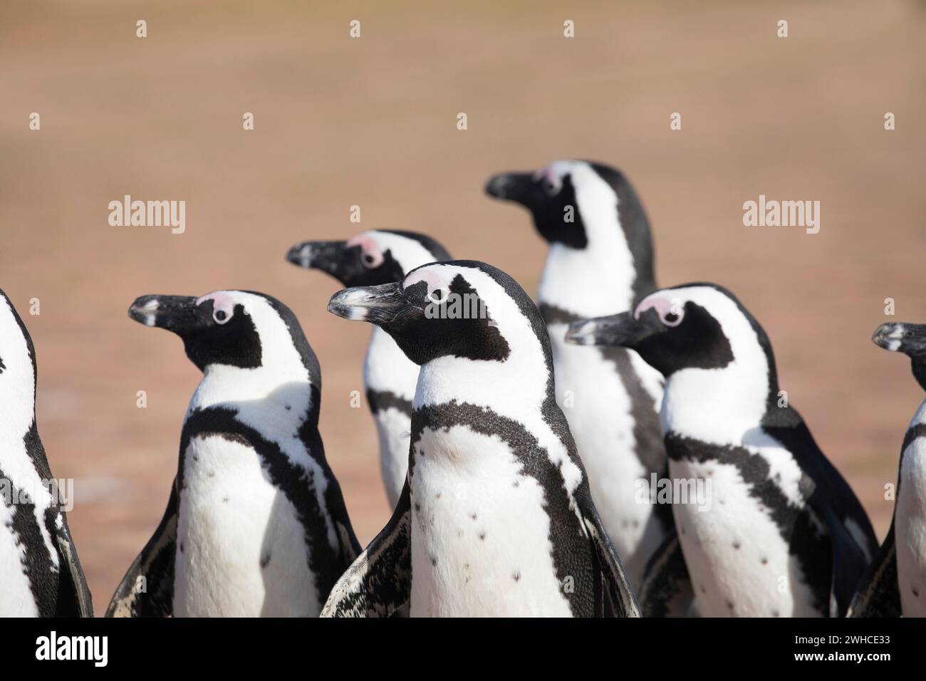 Afrika, Afrikanische Pinguine, Spheniscus demersus, gefährdete Arten, Rote Liste der IUCN, Overberg, Seabird, Südafrika, Stony Point Nature Reserve, Western Cape Province, Stoney Point Nature Reserve, Overstrand, Küstenstrand, Marine Stockfoto