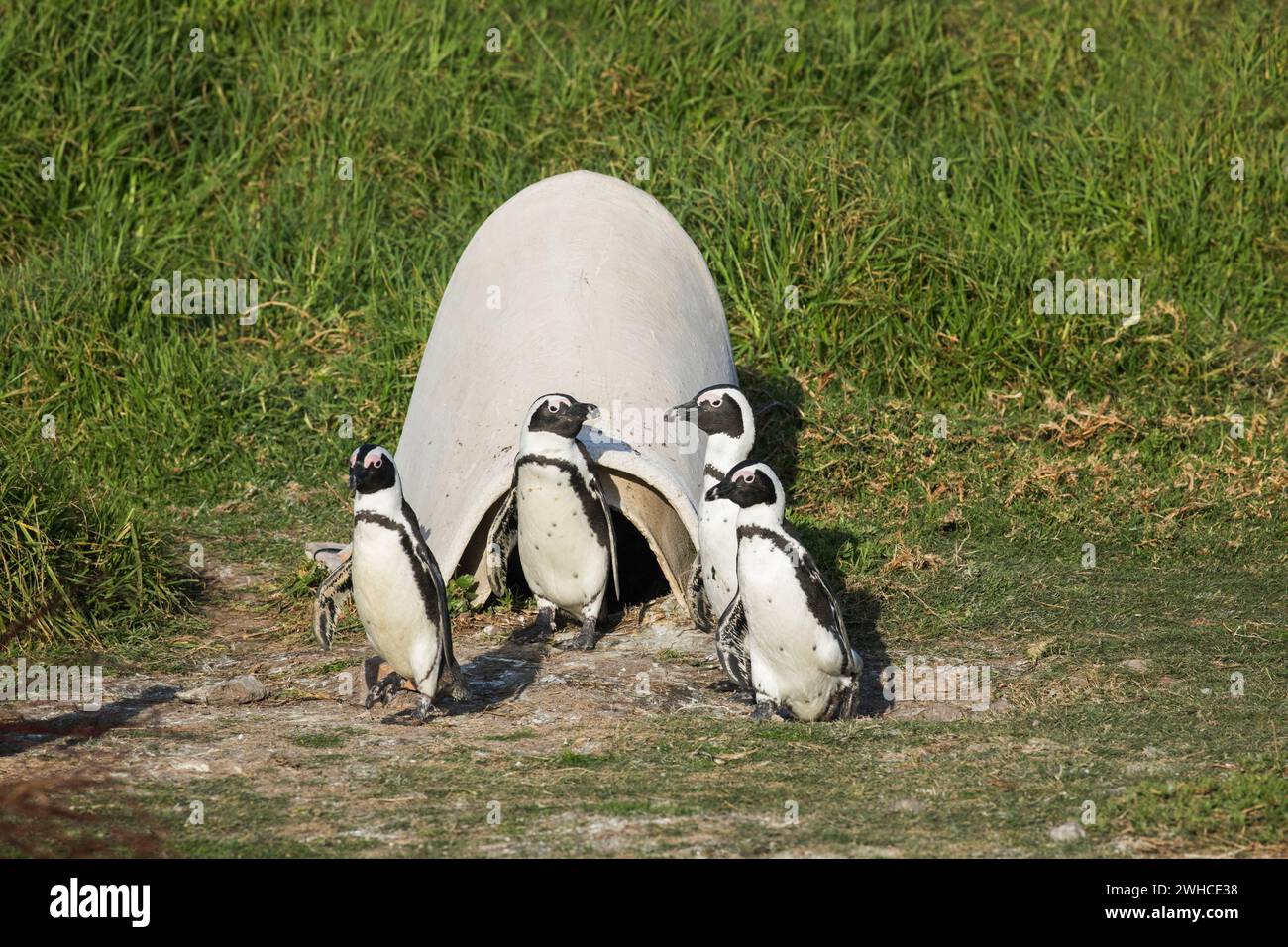 Afrika, Afrikanische Pinguine, Spheniscus demersus, gefährdete Arten, Rote Liste der IUCN, Overberg, Seabird, Südafrika, Stony Point Nature Reserve, Western Cape Province, Stoney Point Nature Reserve, Overstrand, Küstenstrand, Marine Stockfoto