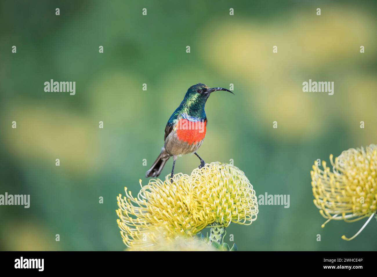 Afrika, Garden Route, Greater Doublecollared Sunbird, Nectarinia afra, Südafrika, westliche Kap-Provinz, Fynbos, Leucospermum spp., Blumen Stockfoto