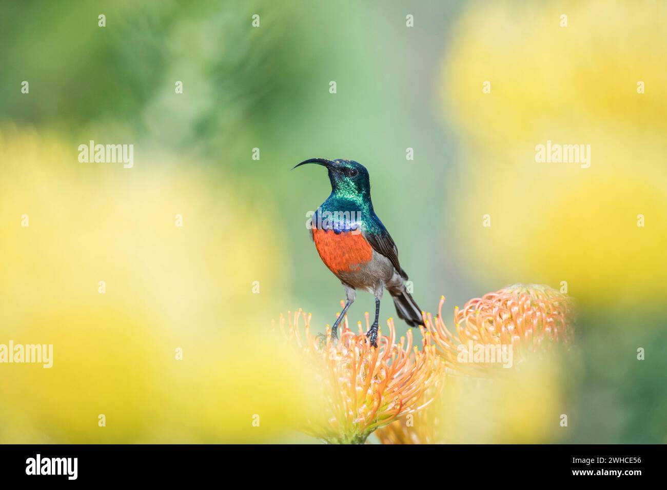 Afrika, Garden Route, Greater Doublecollared Sunbird, Nectarinia afra, männlich, Südafrika, Provinz Westkap, Fynbos, Leucospermum spp., Blumen Stockfoto