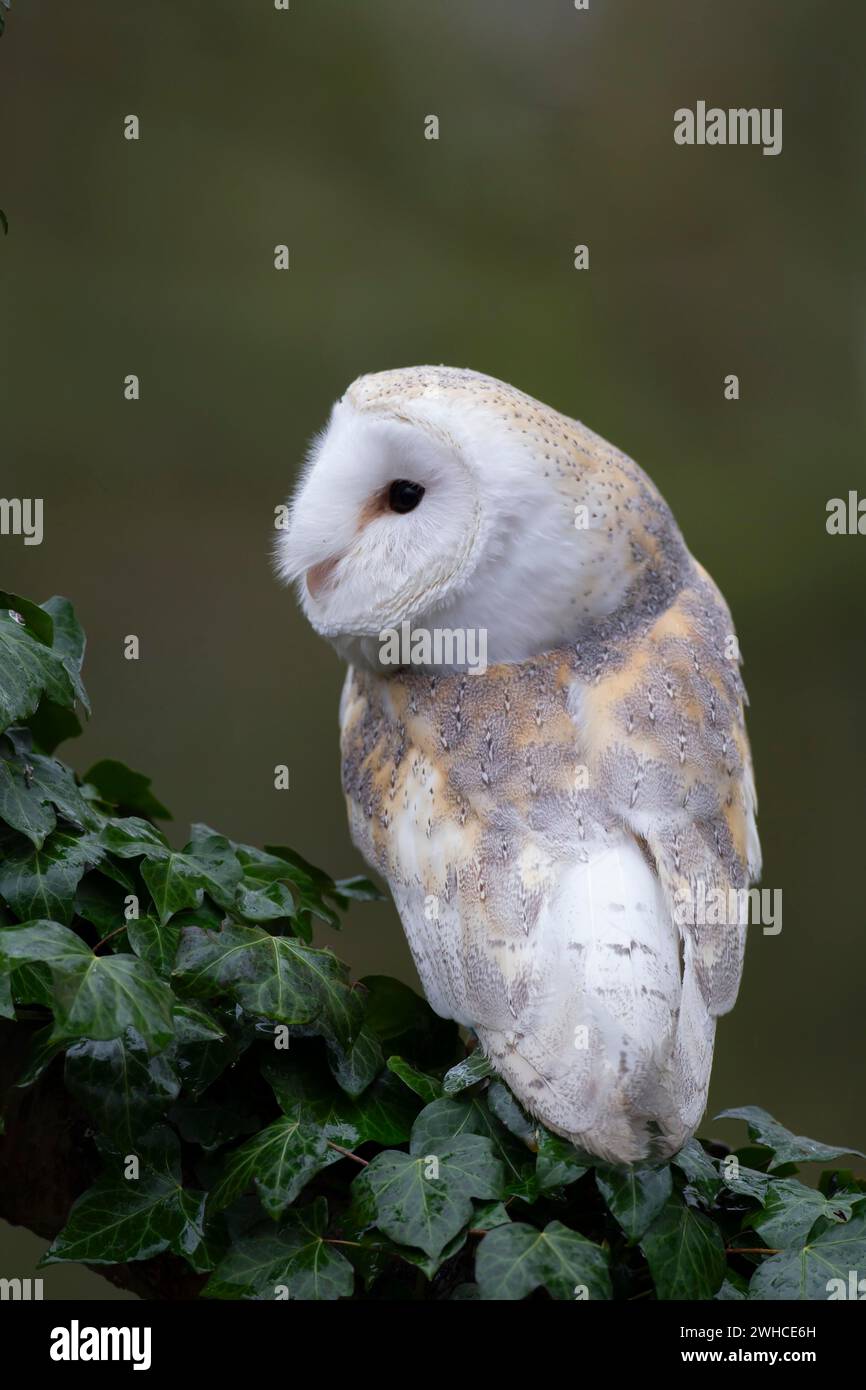 Scheuneneule (Tyto alba) erwachsener Vogel auf einem mit Efeu bedeckten Baumzweig, England, Vereinigtes Königreich Stockfoto