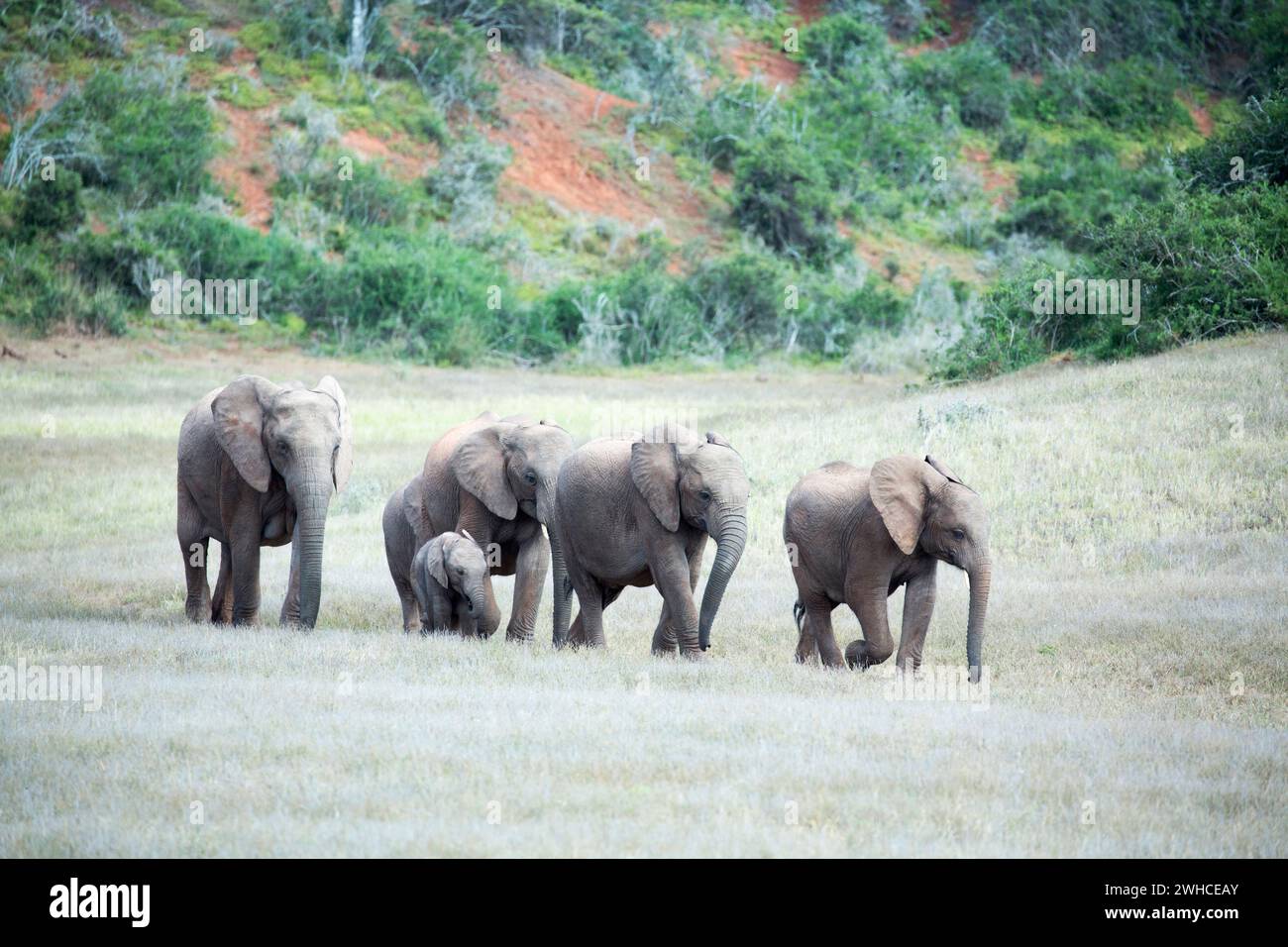 Addo Elephant National Park, Afrika, Eastern Cape Province, Elefanten, Loxodonta africana, Nationalpark, Südafrika, Busch, Herde, Bushveld Stockfoto