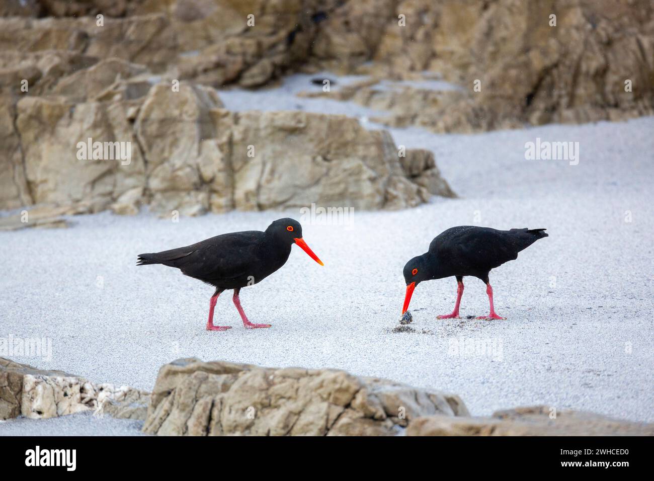 Südafrika, Westkap-Provinz, Overstrand, Schwarzer Austernfänger, Haematopus moquini, Strand Stockfoto