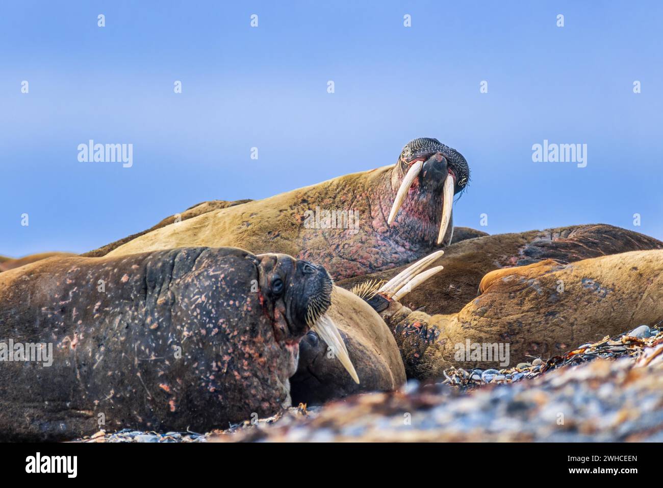 Walrossschar (Odobenus rosmarus) an einem Strand in der Arktis, Svalbard Stockfoto