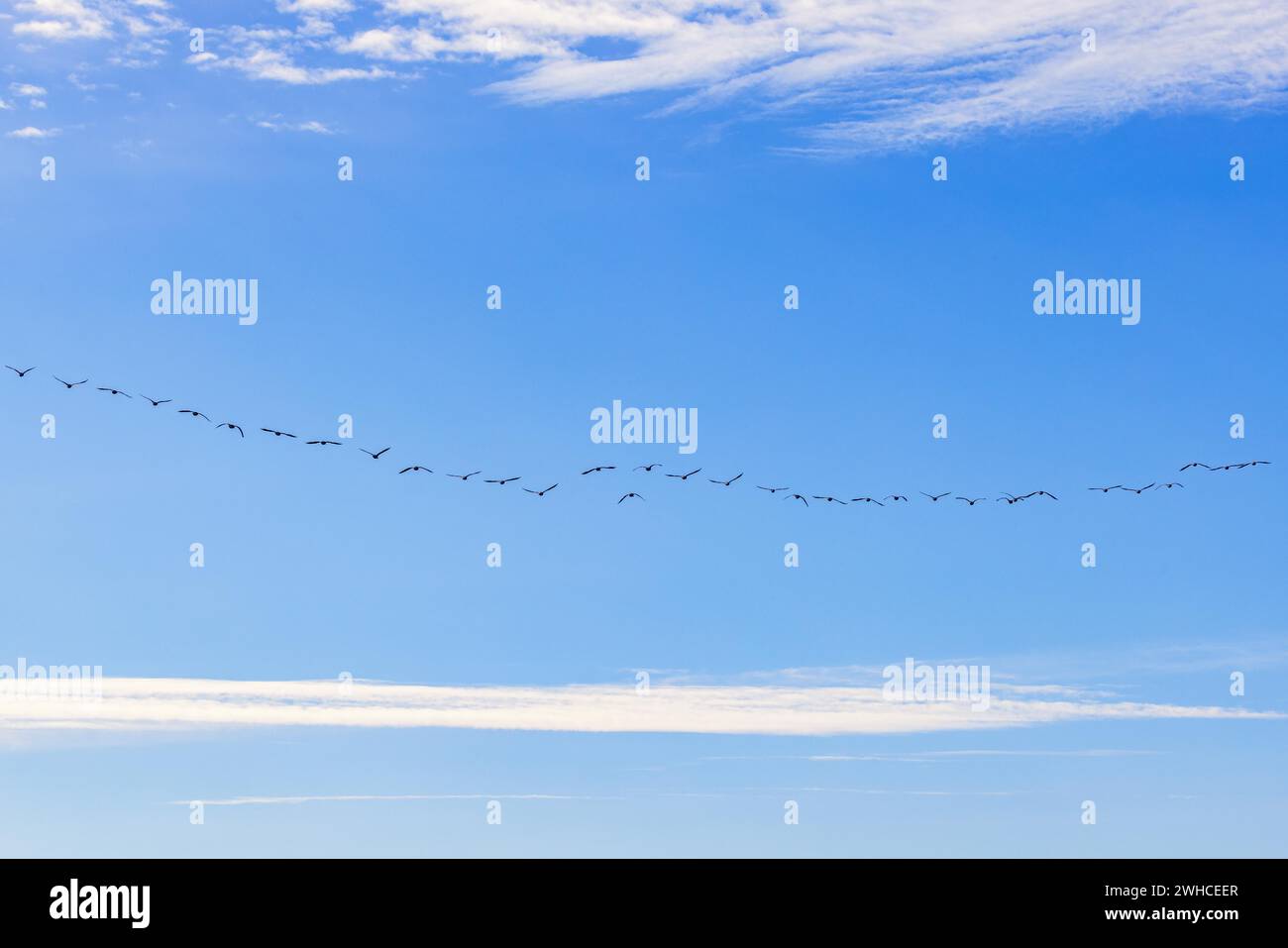 Herde fliegende Gänse in Formation auf einem blauen Himmel Stockfoto