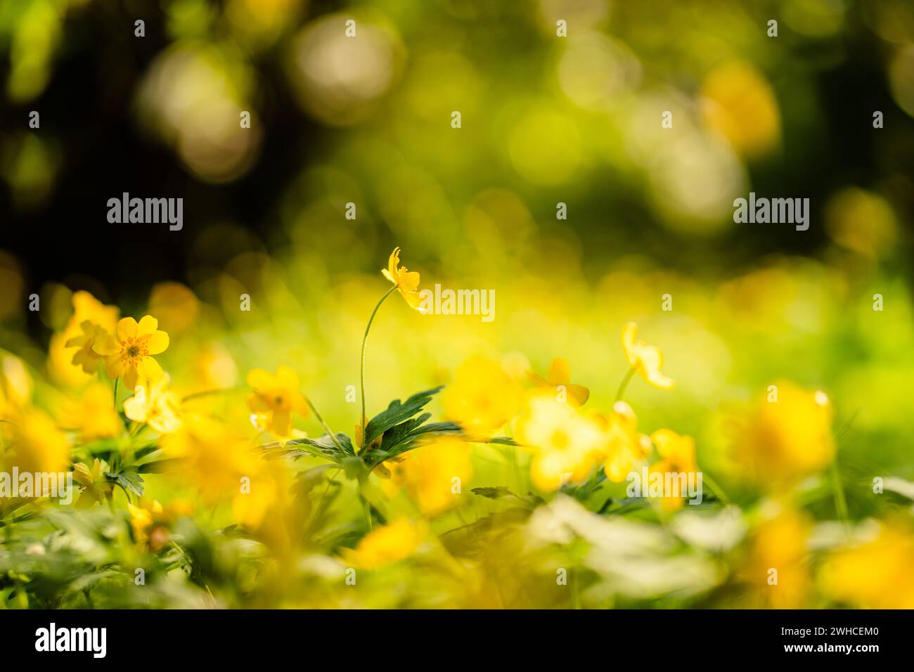 Holzanemone (Anemone) mit gelben Blüten im Frühjahr, bodennahe Perspektive, selektiver Fokus Stockfoto