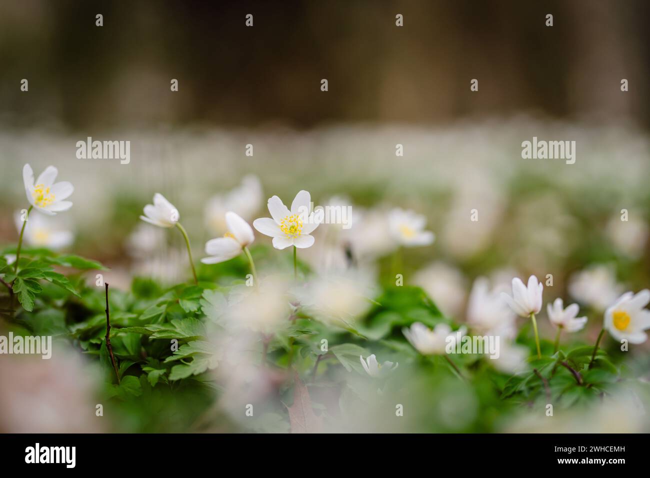 Holzanemone mit weißen Blüten im Frühjahr, Perspektive nahe am Boden, selektiver Fokus Stockfoto