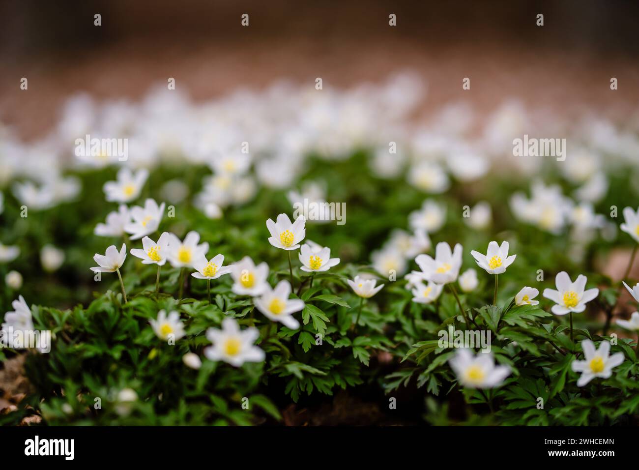 Holzanemone mit weißen Blüten im Frühjahr, Perspektive nahe am Boden, selektiver Fokus Stockfoto