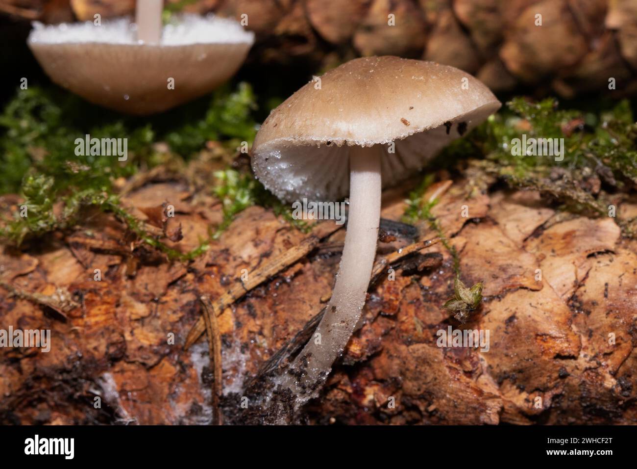 Fichtenkegelhelm zwei Fruchtkörper mit sepiafarbenen Kappen und Stielen übereinander in grünem Moos mit braunem Laub Stockfoto