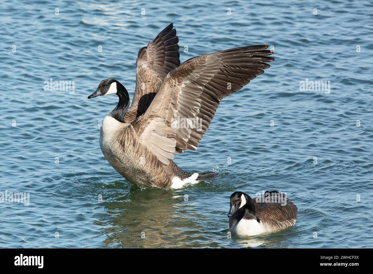 Kanadische Gänse zwei Vögel mit offenen Flügeln, die links nebeneinander im Wasser schwimmen Stockfoto