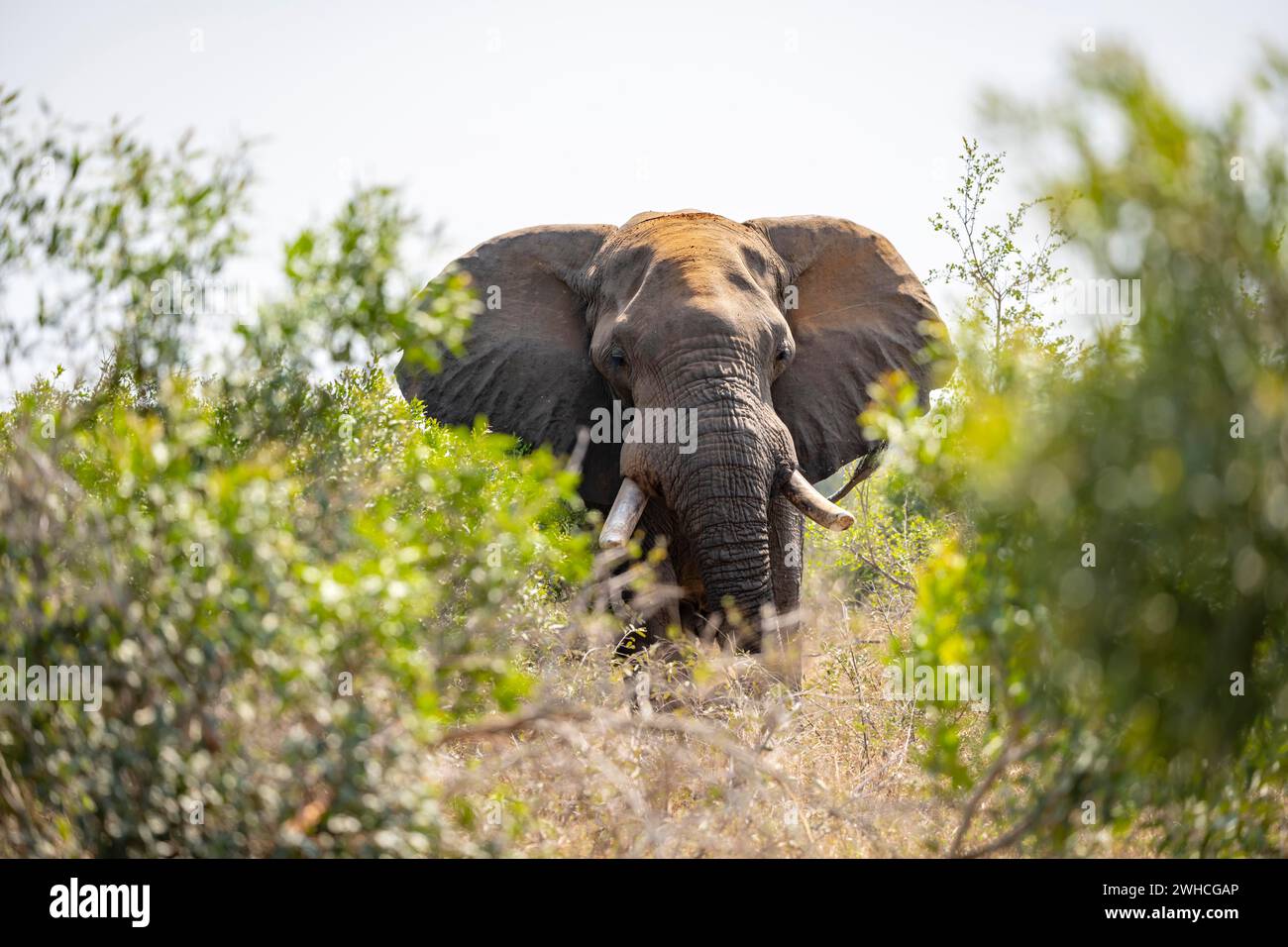 Afrikanischer Elefant (Loxodonta africana), männliches Tierporträt zwischen grünen Büschen, Kruger-Nationalpark, Südafrika Stockfoto